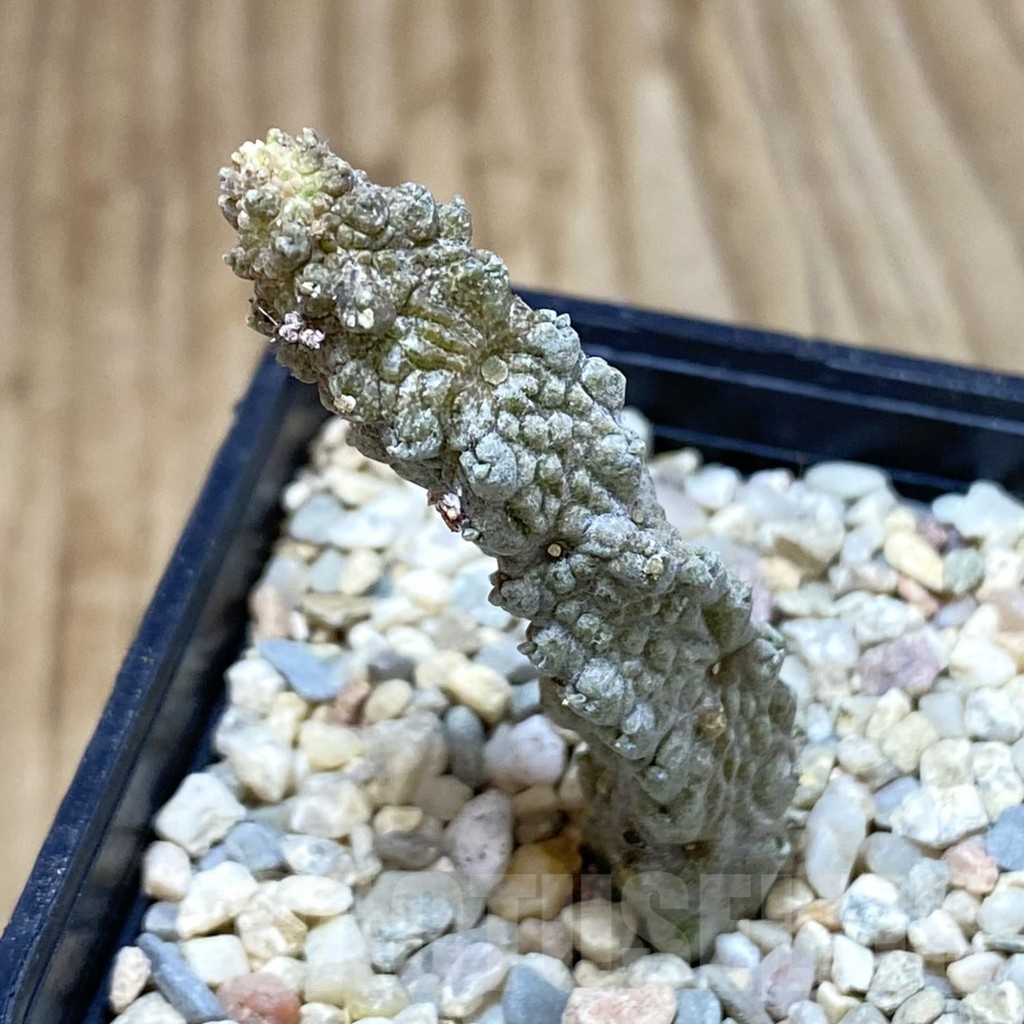 SH1609 Pseudolithos dodsonianus