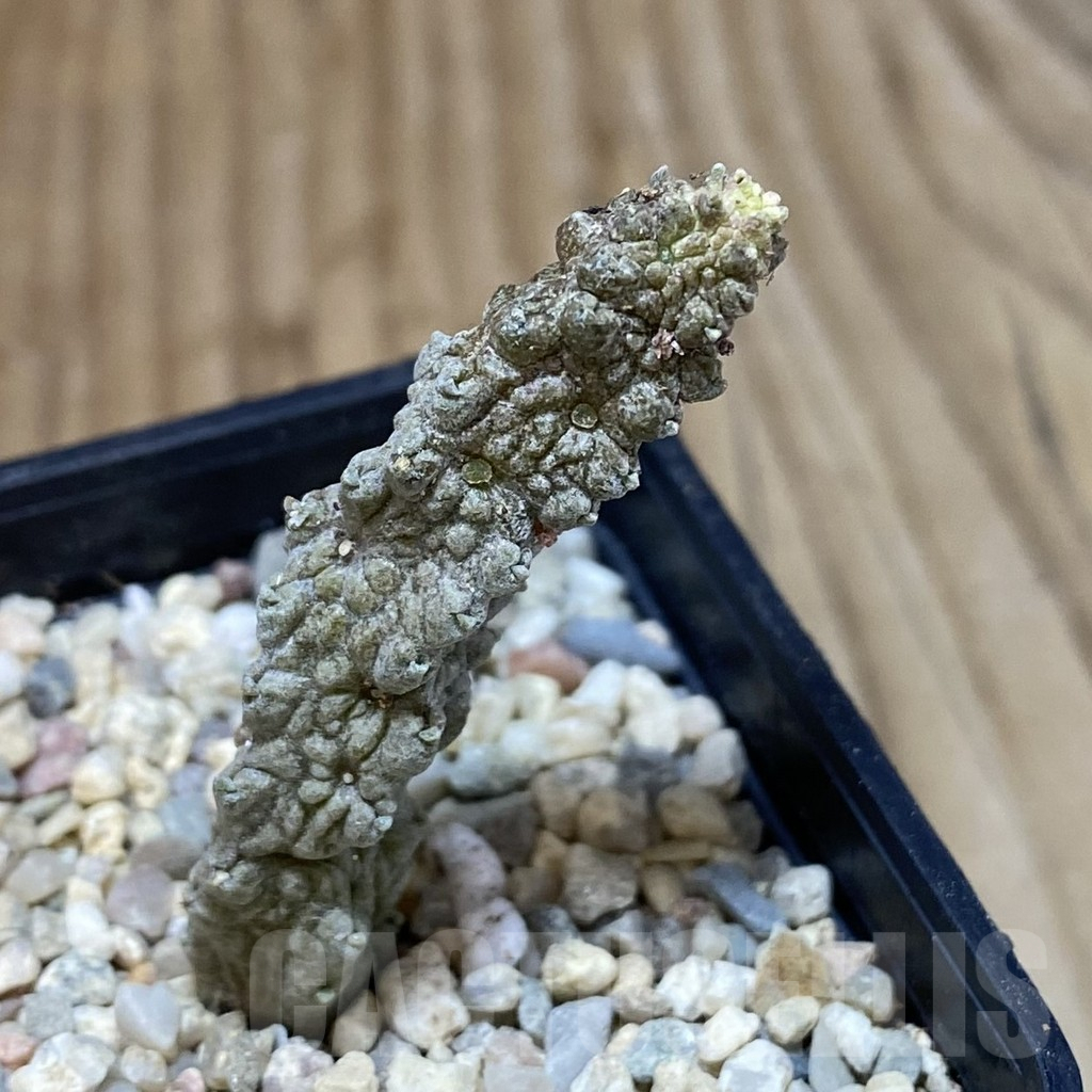 SH1609 Pseudolithos dodsonianus - Image 2