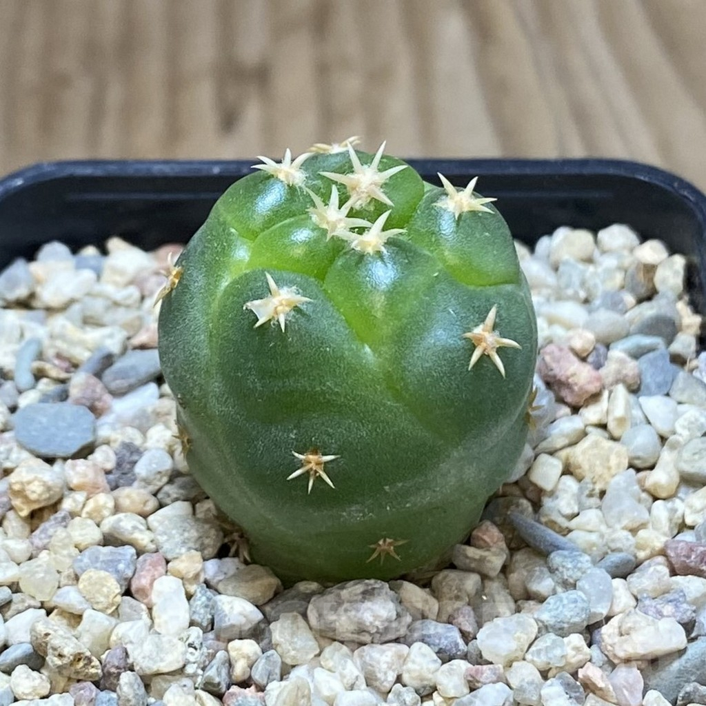 SH1623 Coryphantha elephantidens ‘Titan’ - Image 2