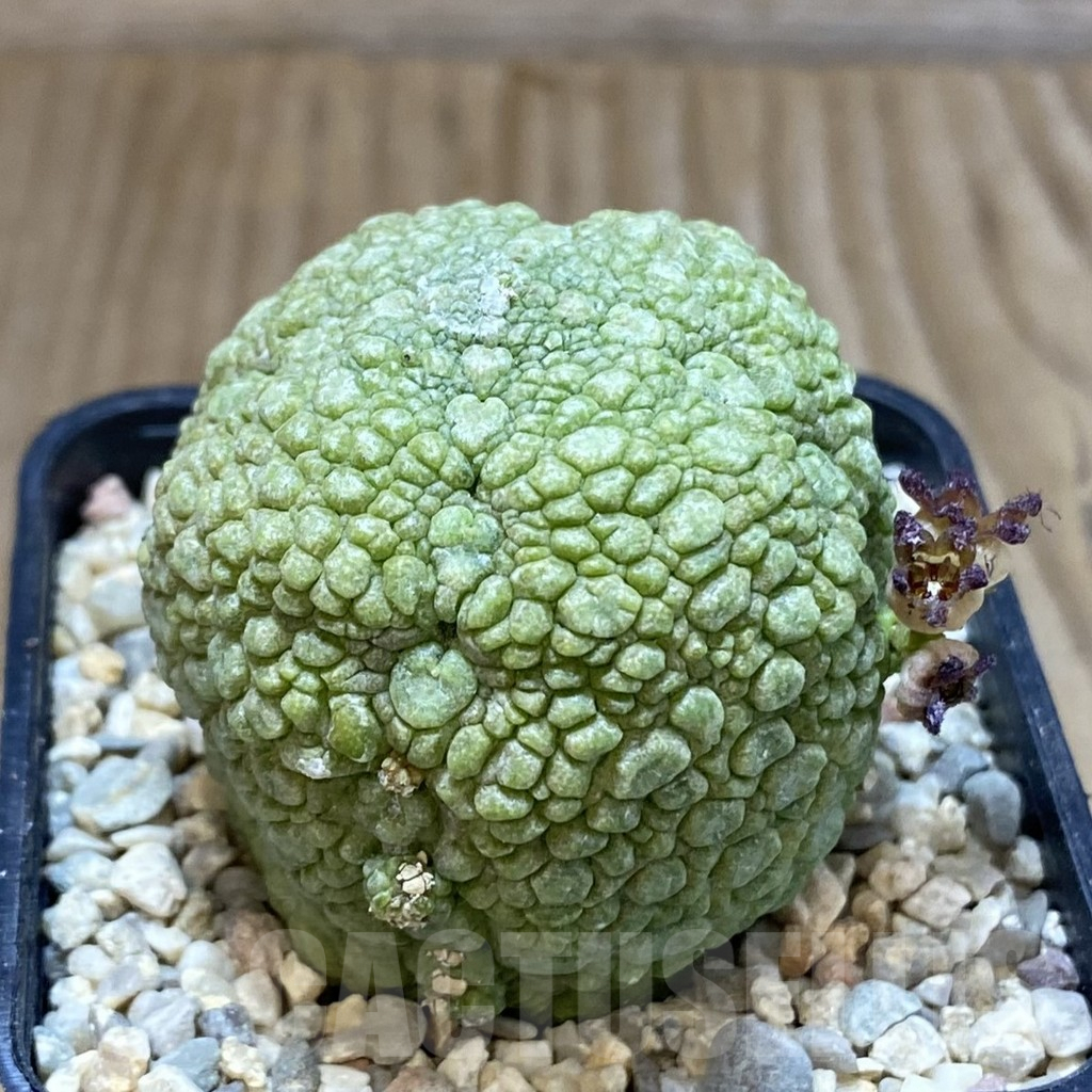 SH1624 Pseudolithos migiurtinus - Image 2