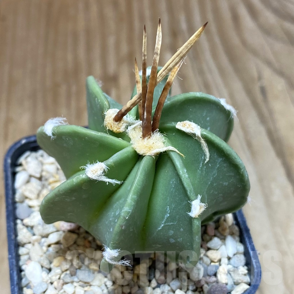 SH1625 Astrophytum crassispinum ‘Taiho’ hybrid