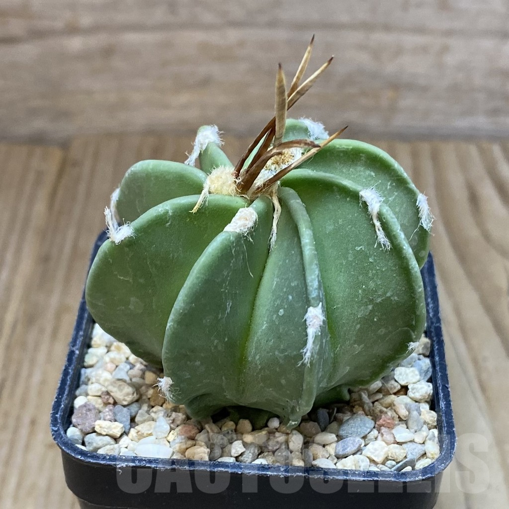 SH1625 Astrophytum crassispinum ‘Taiho’ hybrid - Image 2