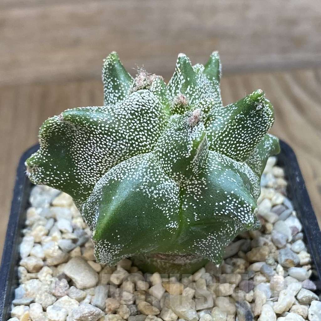 SH1630 Astrophytum myriostigma ‘Kikko’ - Image 2