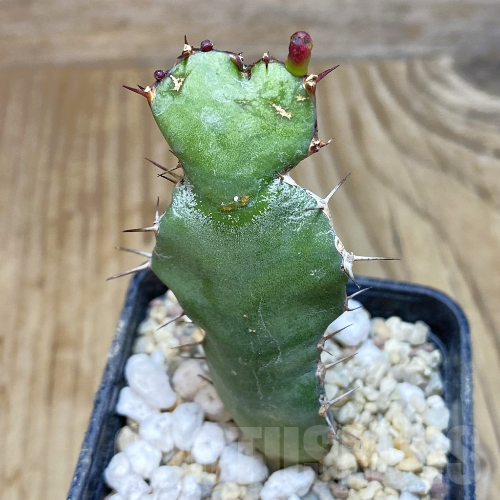 SH1735 Euphorbia opuntioides