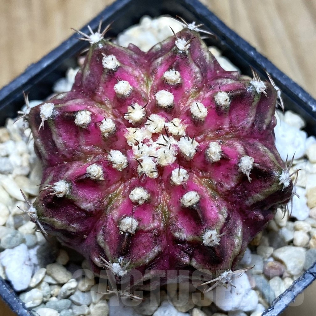 SH1769 Gymnocalycium mihanovichii ‘T-Lux’