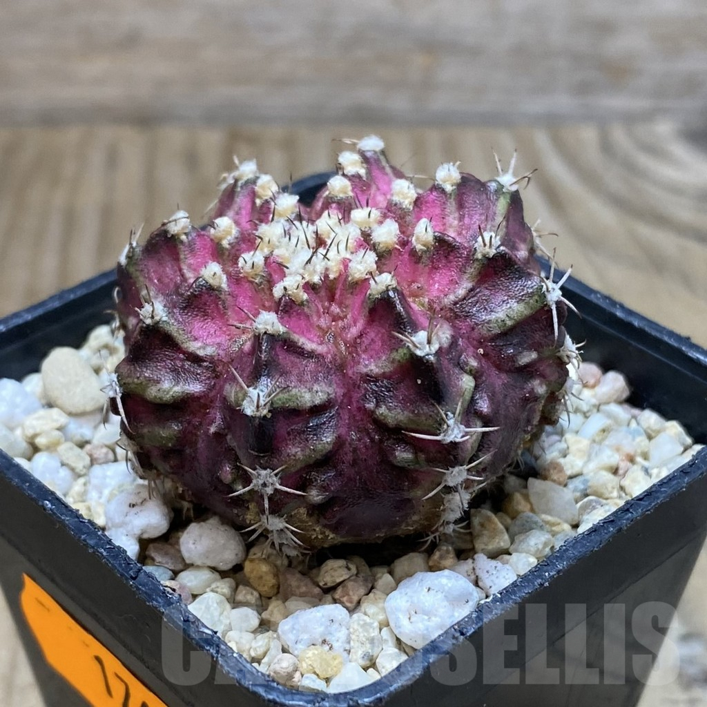 SH1769 Gymnocalycium mihanovichii ‘T-Lux’ - Image 2