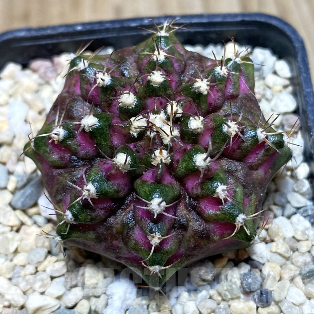 SH1770 Gymnocalycium mihanovichii ‘T-Lux’