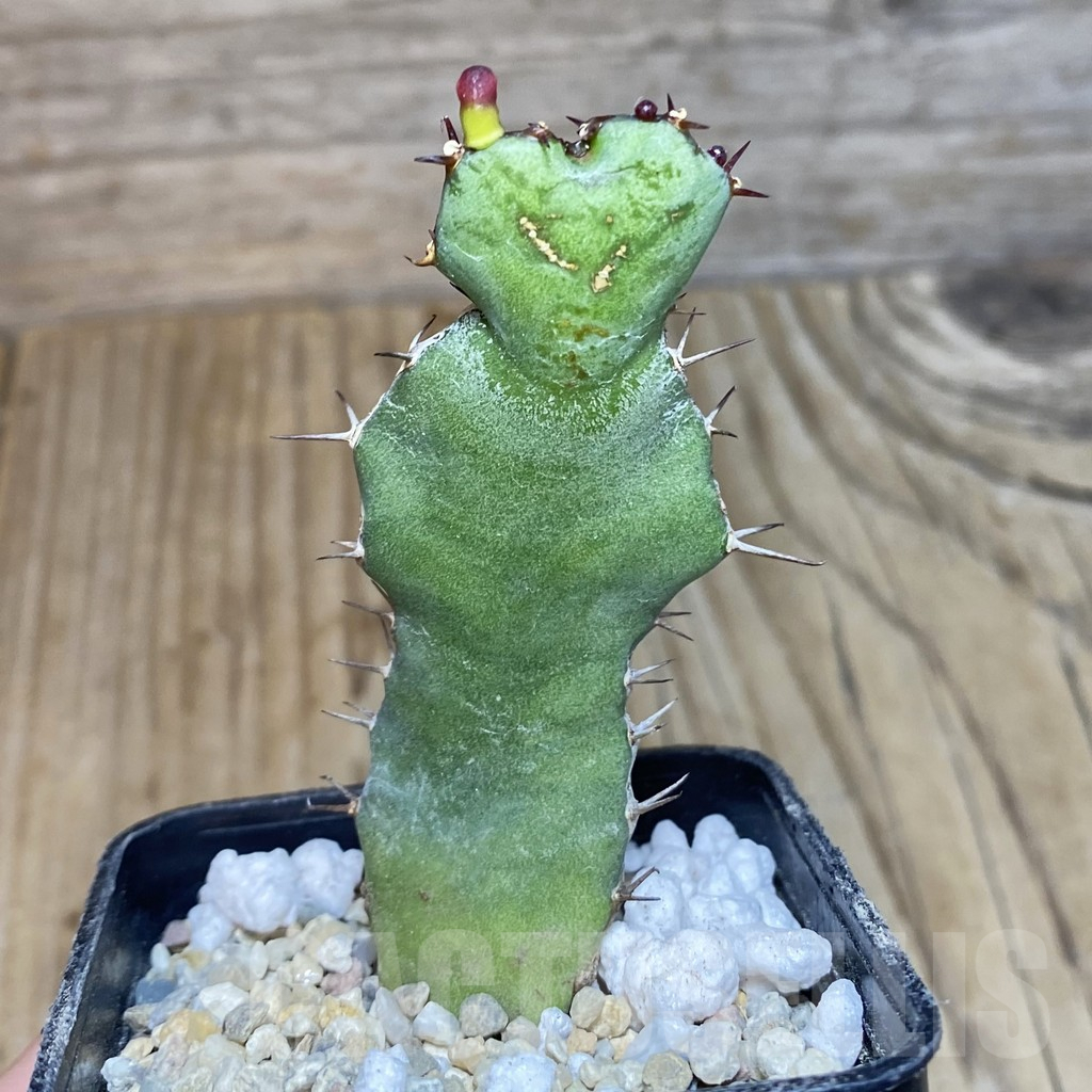 SH1735 Euphorbia opuntioides - Image 2
