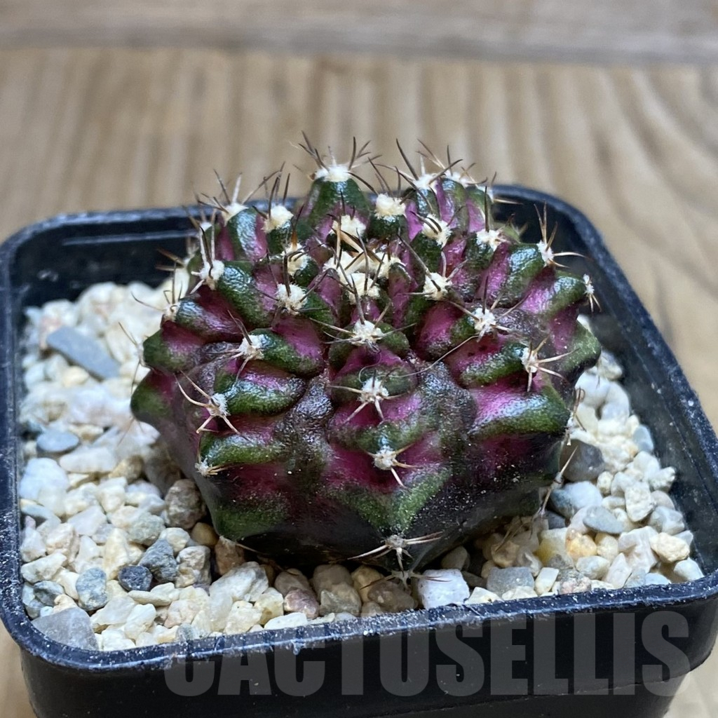 SH1770 Gymnocalycium mihanovichii ‘T-Lux’ - Image 2