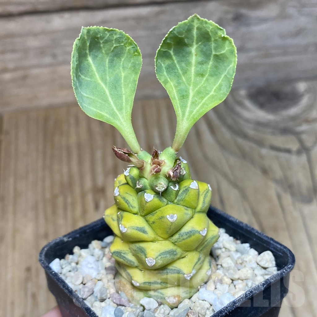 SH1736 Monadenium ritchiei f. variegata