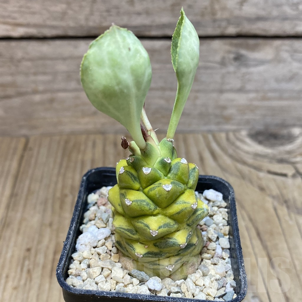 SH1736 Monadenium ritchiei f. variegata - Image 2