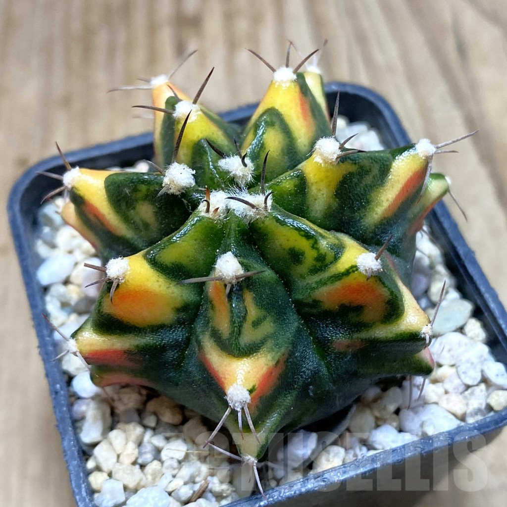 SH1786 Gymnocalycium mihanovichii ‘Daffodol'