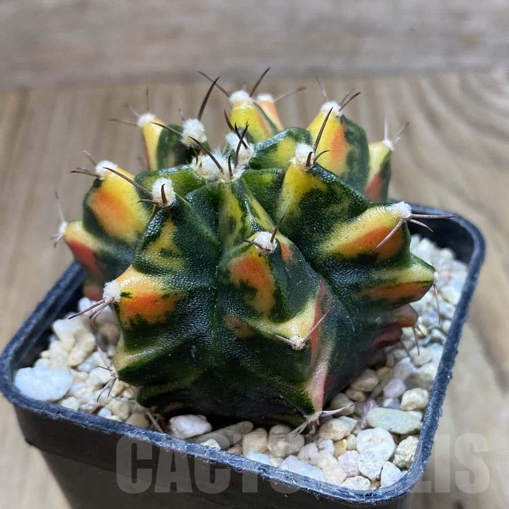 SH1786 Gymnocalycium mihanovichii ‘Daffodol' - Image 2