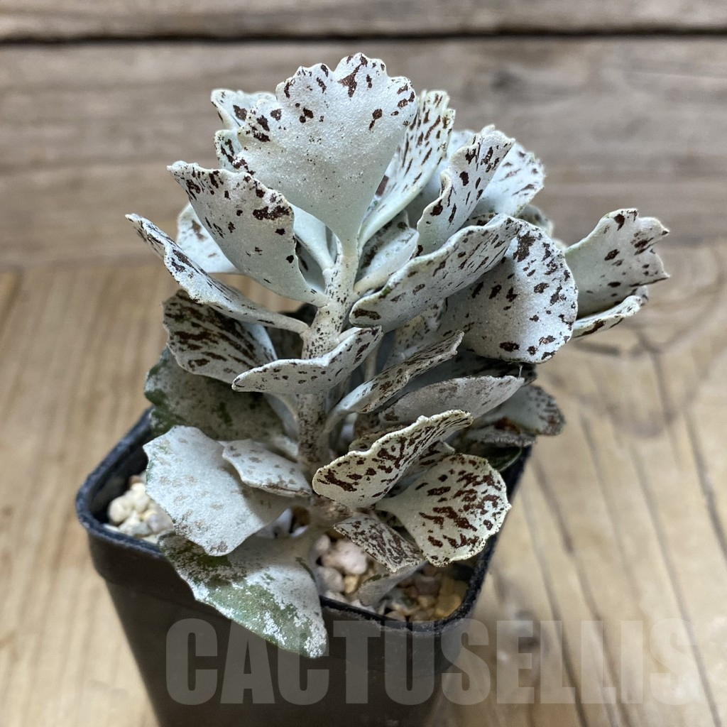 SH1737 Kalanchoe rhombopilosa - Image 2