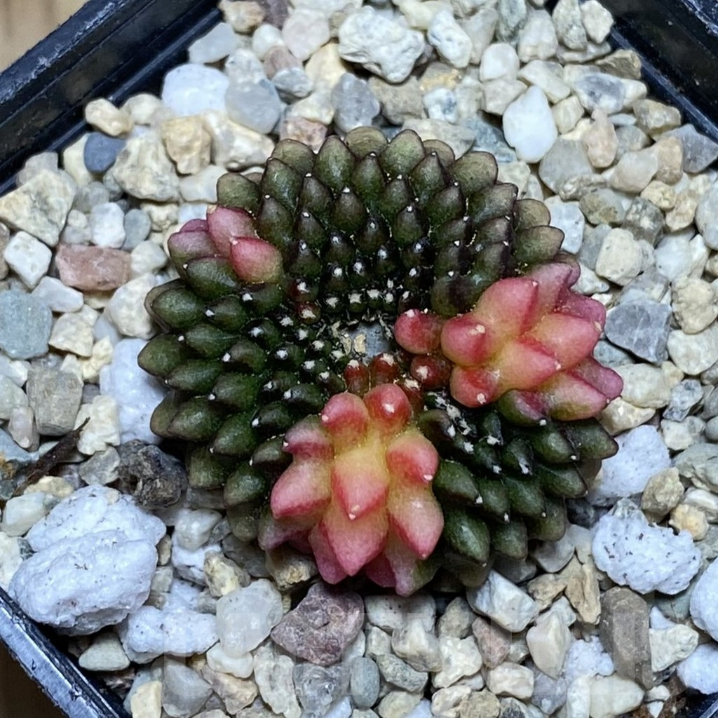 SH1790 Gymnocalycium mihanovichii ‘inermis’ f. variegata cristata - Image 2
