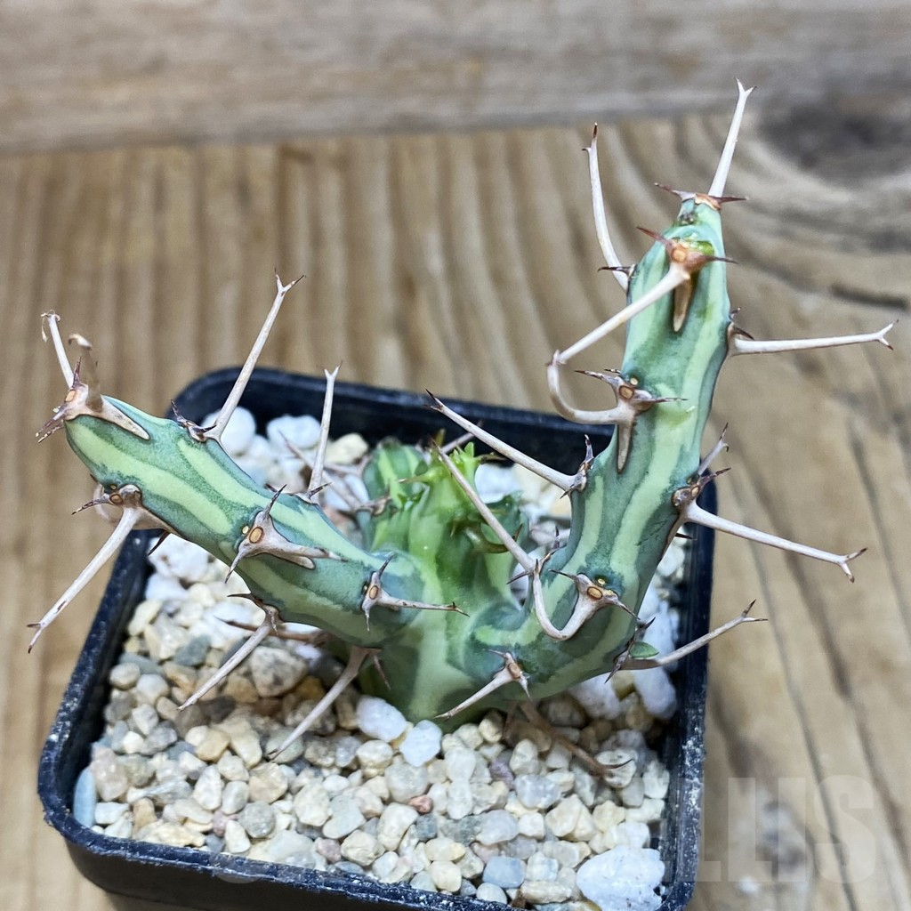 SH1739 Euphorbia schizacantha
