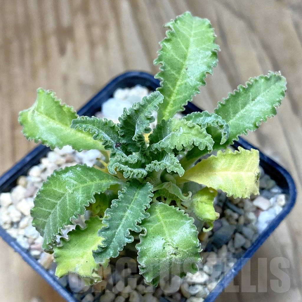 SH1734 Dorstenia lavrani