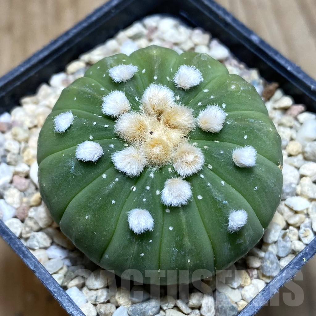 SH1760 Astrophytum asterias f. multicostatum