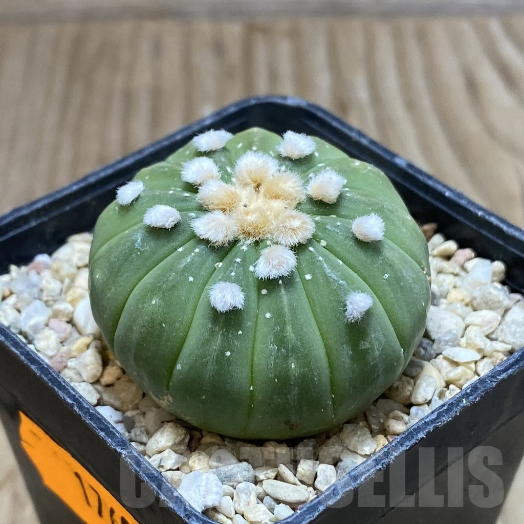 SH1760 Astrophytum asterias f. multicostatum - Image 2
