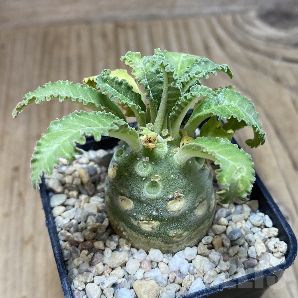 SH1734 Dorstenia lavrani - Image 2