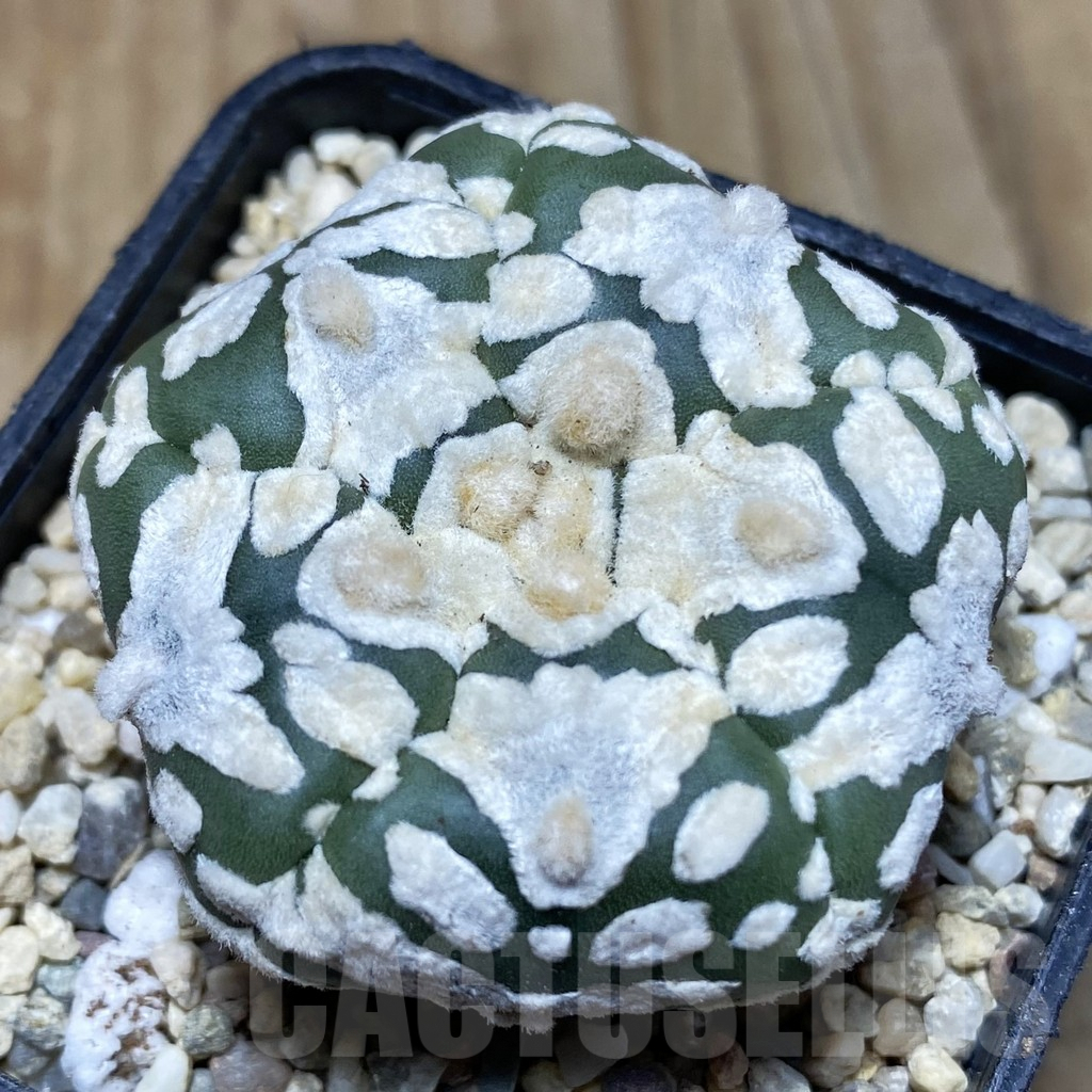 SH1761 Astrophytum asterias ‘Super Kabuto’ V-type 5-ribs