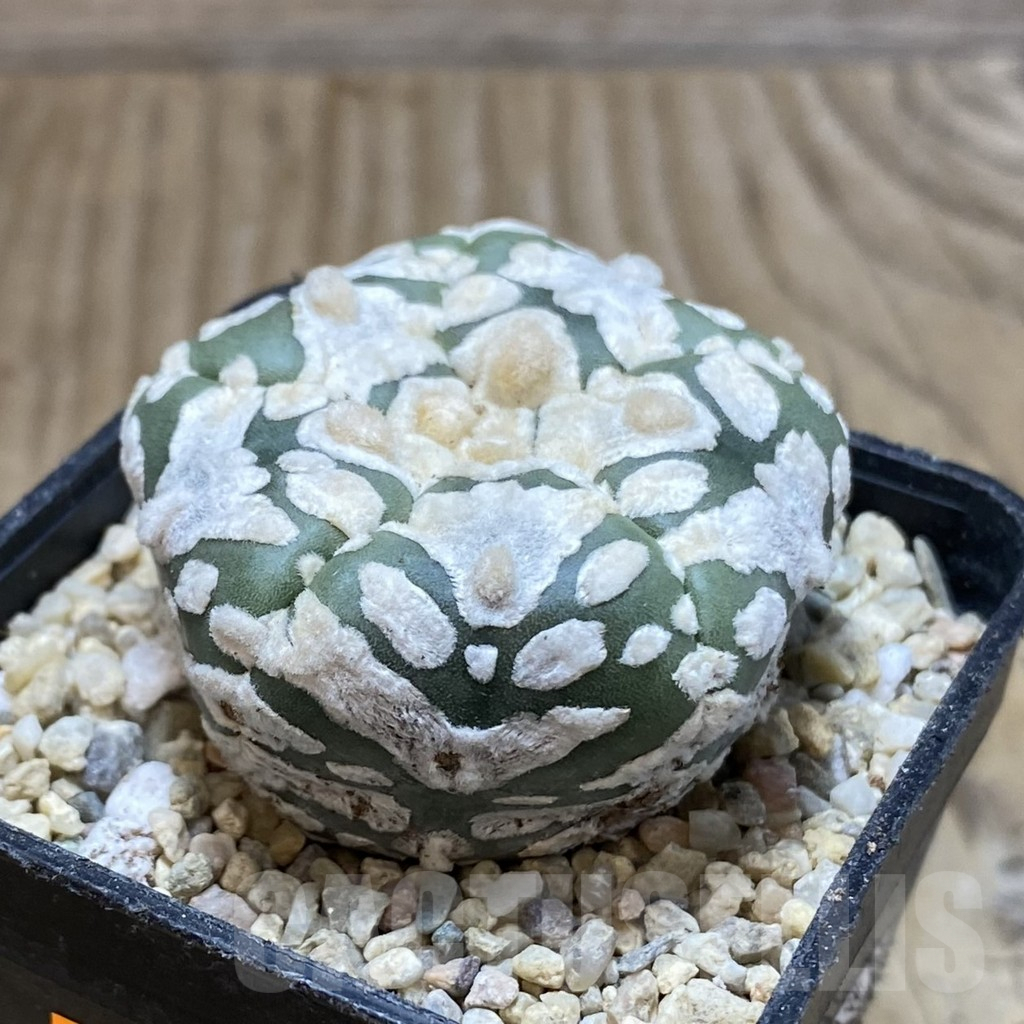 SH1761 Astrophytum asterias ‘Super Kabuto’ V-type 5-ribs - Image 2