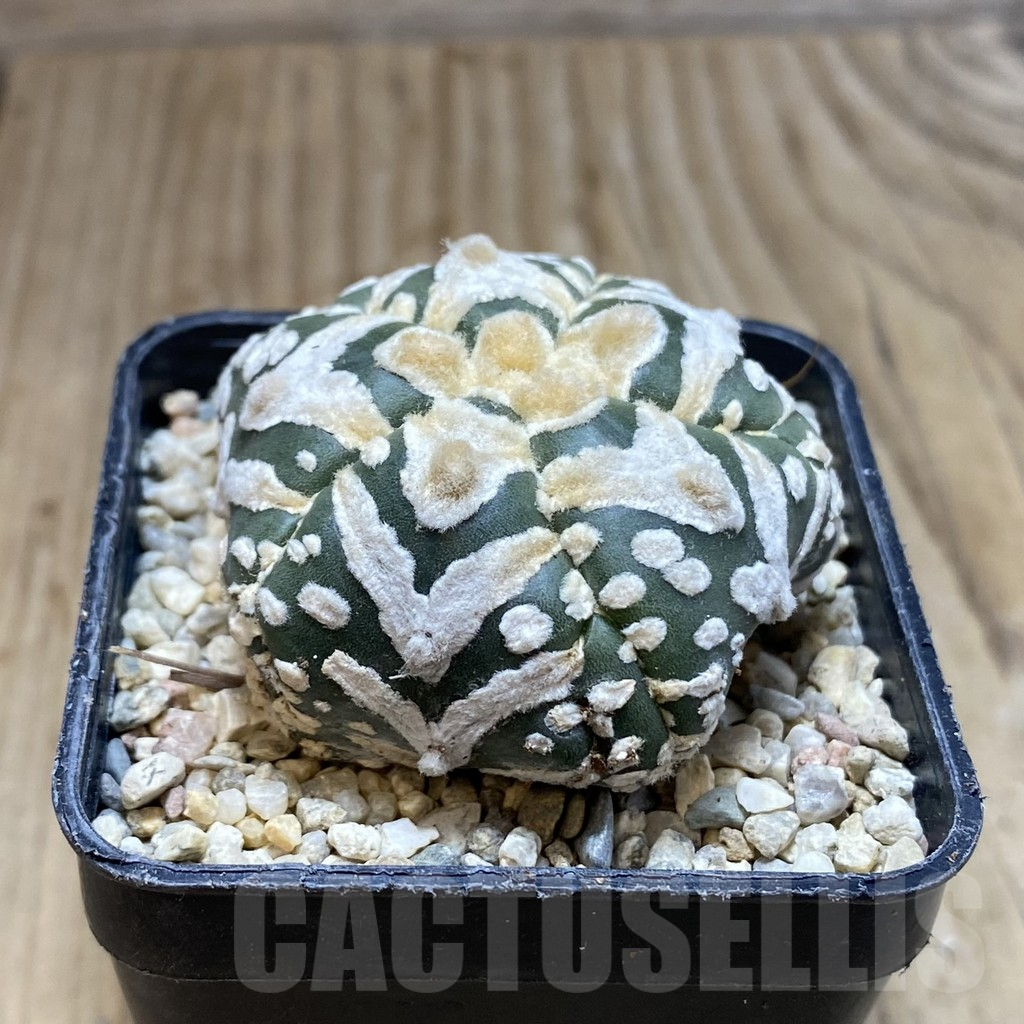 SH1762 Astrophytum asterias ‘Super Kabuto’ V-type 5-ribs - Image 2