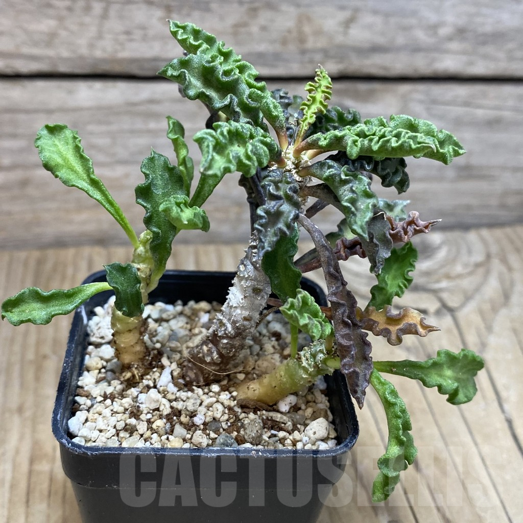 SH1892 Euphorbia decaryi v. spirosticha - Image 2