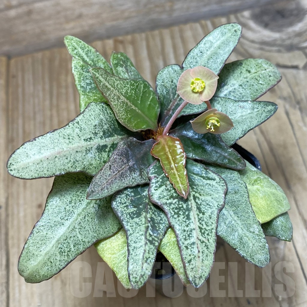 SH1899 Euphorbia francoisii hybrid