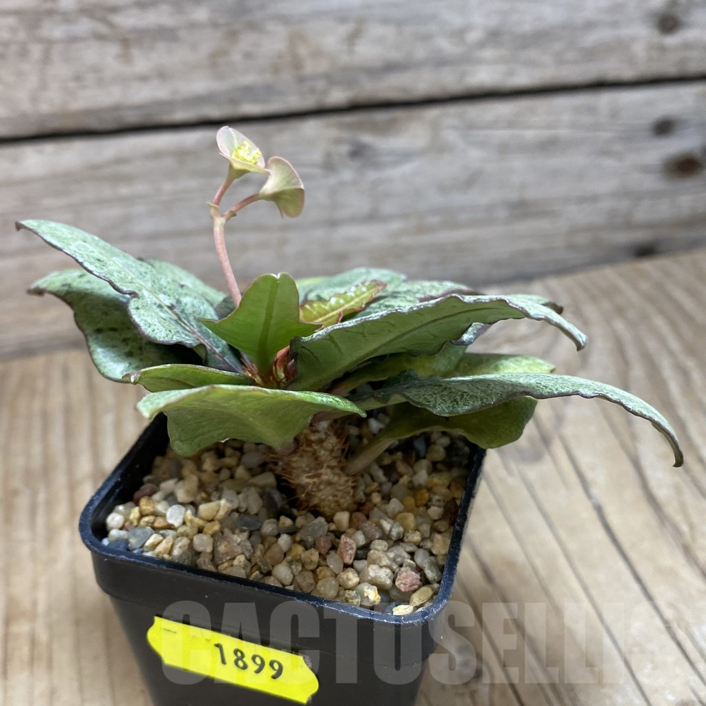 SH1899 Euphorbia francoisii hybrid - Image 2