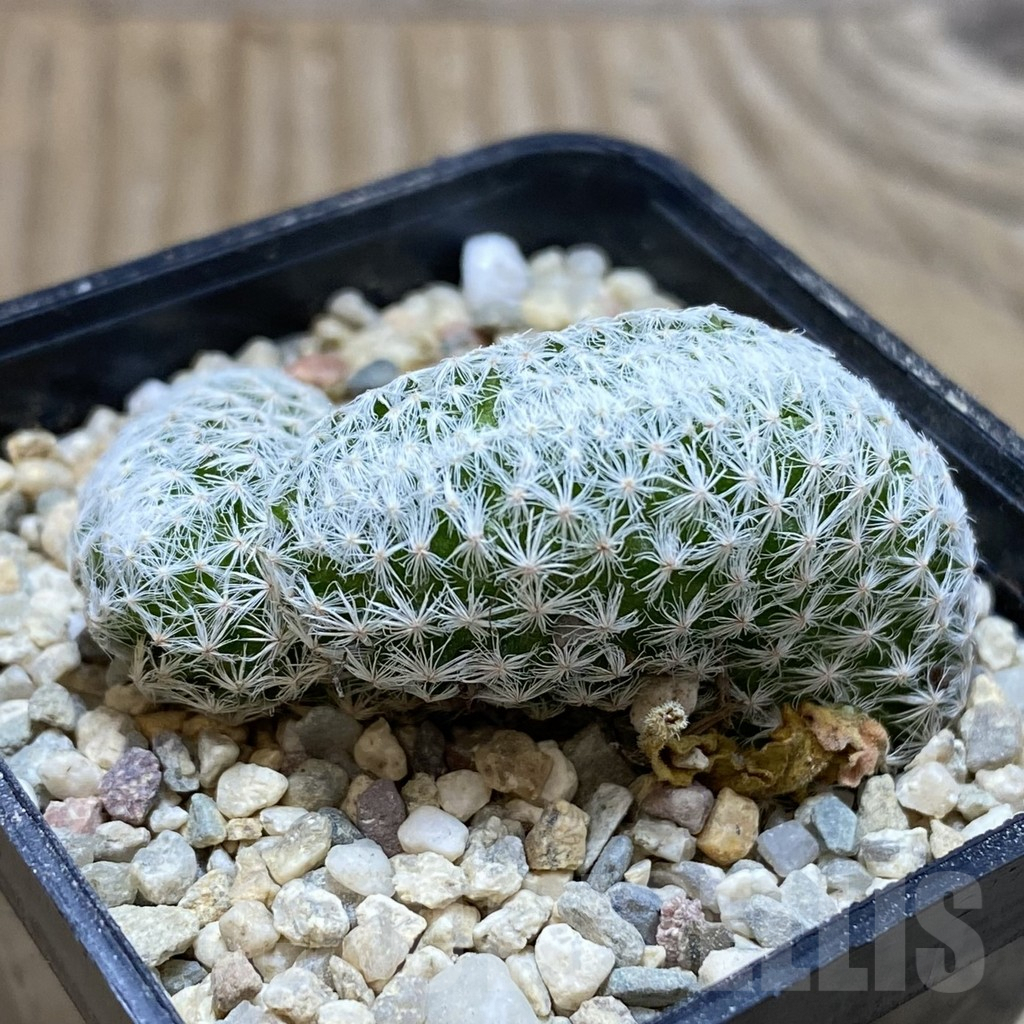 SH1858 Mammillaria humboldtii f. cristata - Image 2