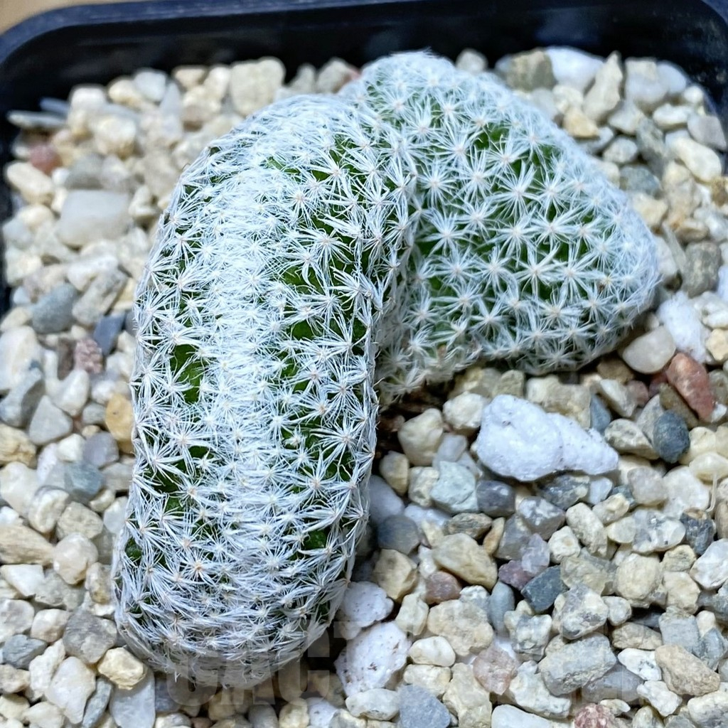 SH1858 Mammillaria humboldtii f. cristata - Image 3