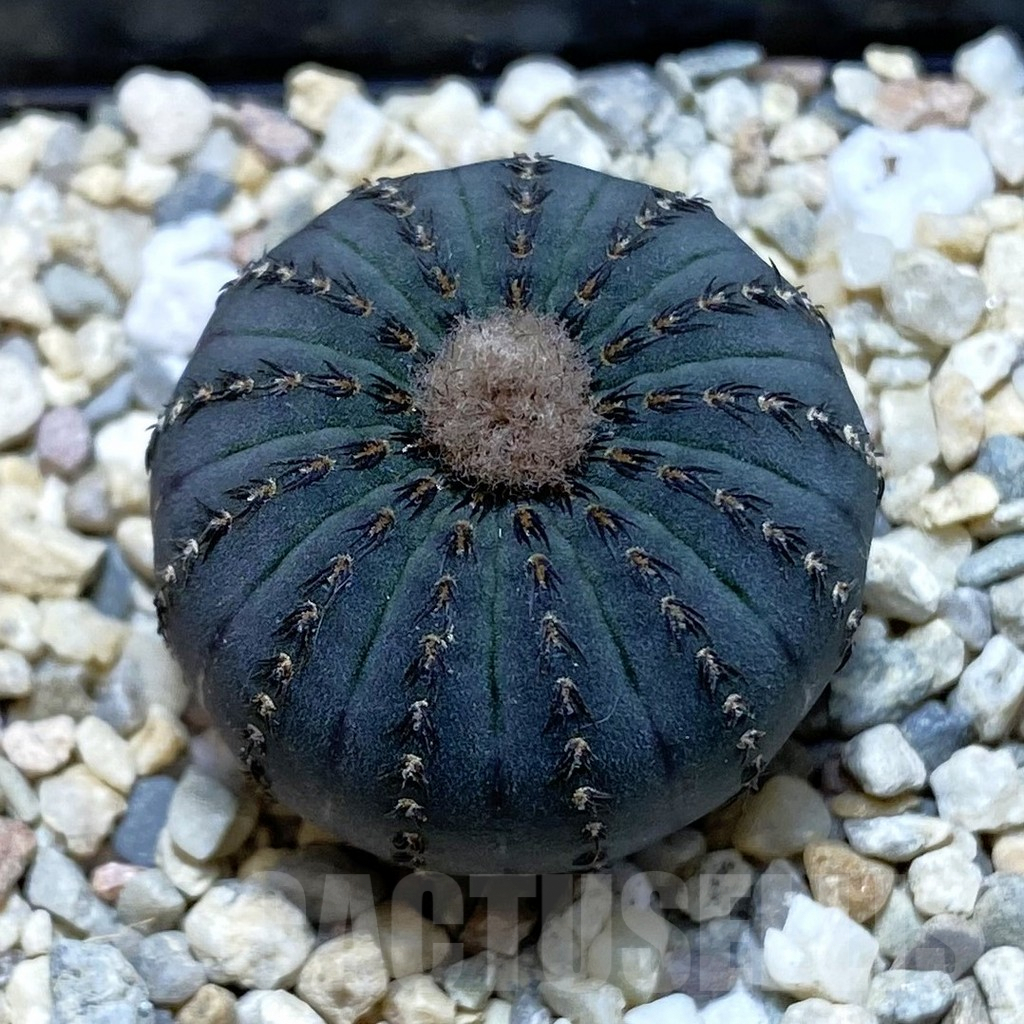 SH1861 Frailea asterioides
