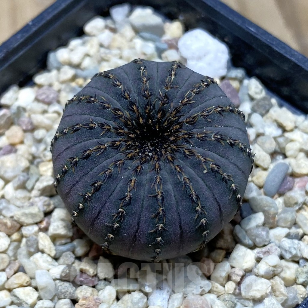 SH1863 Frailea asterioides