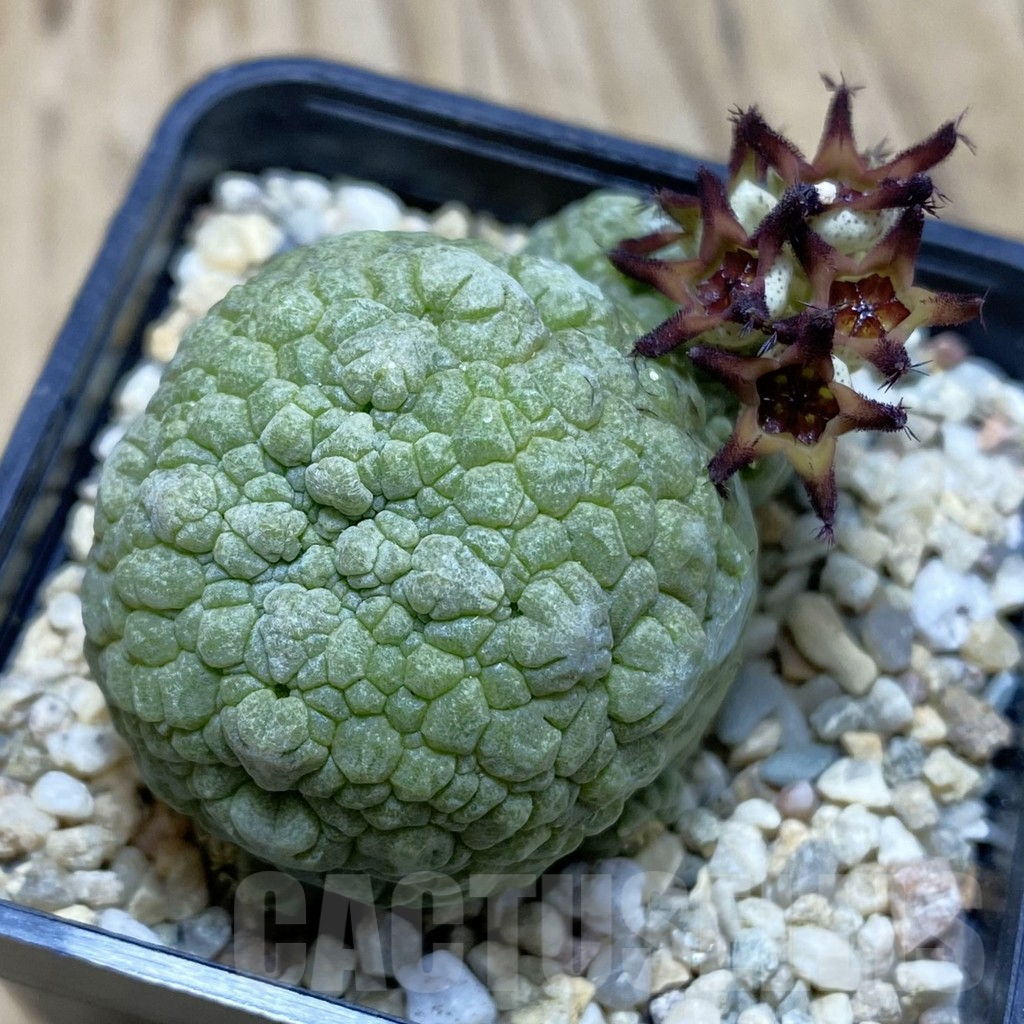 SH1852 Pseudolithos migiurtinus