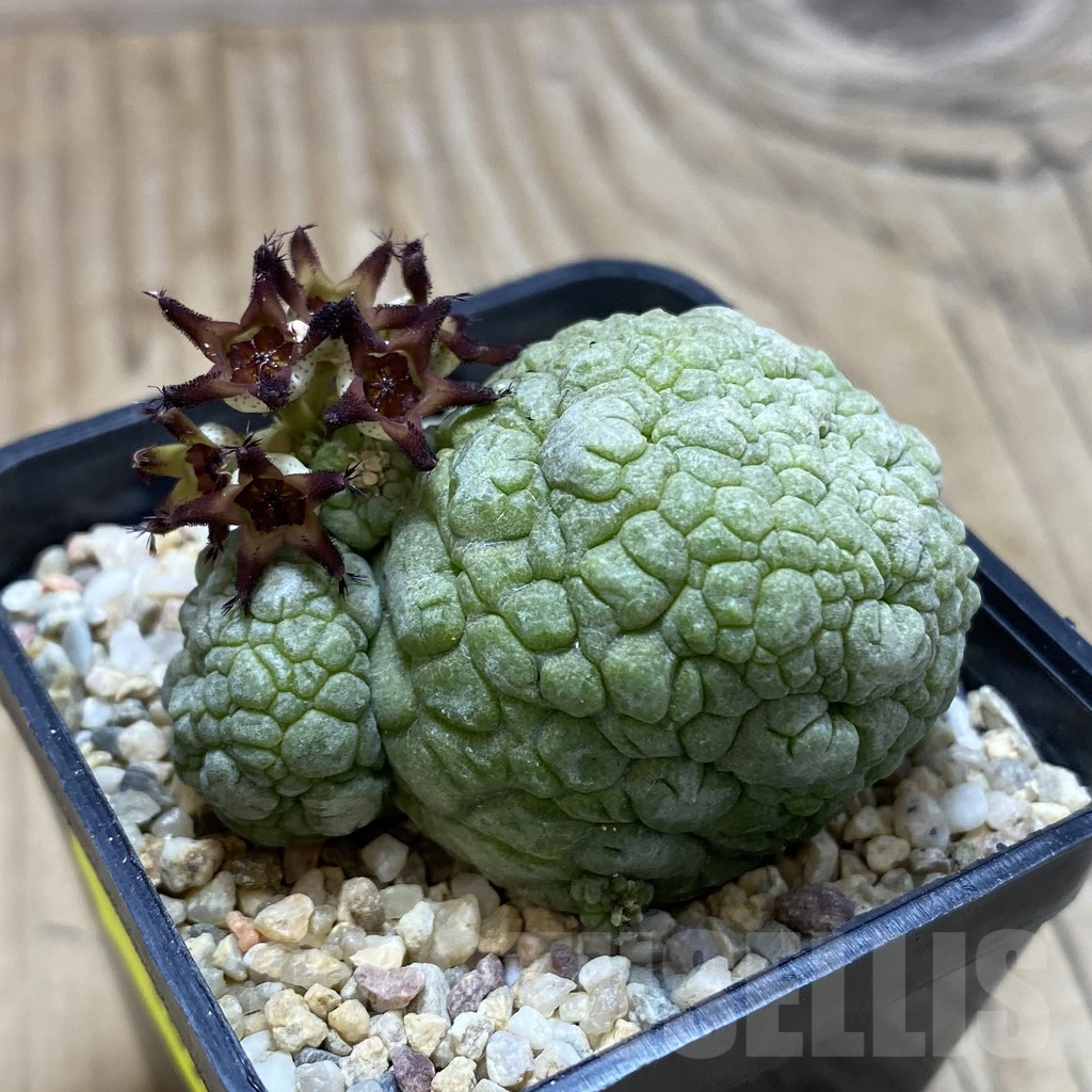 SH1852 Pseudolithos migiurtinus - Image 2