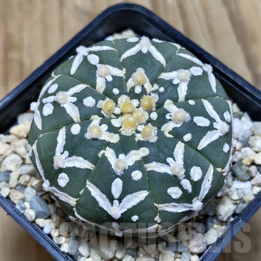SH1871 Astrophytum asterias ‘Super Kabuto’ V-type f. nudum
