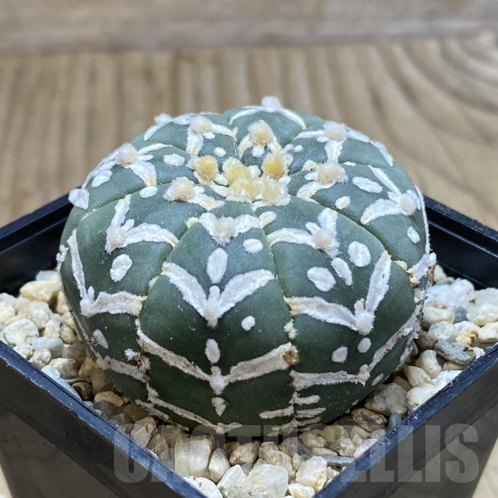SH1871 Astrophytum asterias ‘Super Kabuto’ V-type f. nudum - Image 2