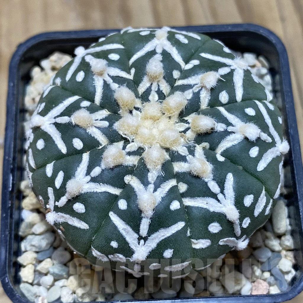 SH1872 Astrophytum asterias ‘Super Kabuto’ V-type f. nudum