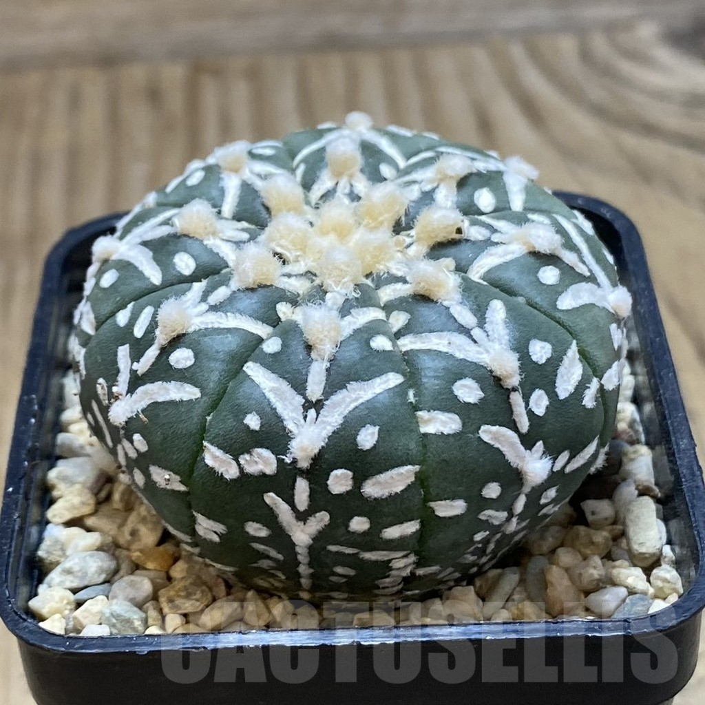 SH1872 Astrophytum asterias ‘Super Kabuto’ V-type f. nudum - Image 2