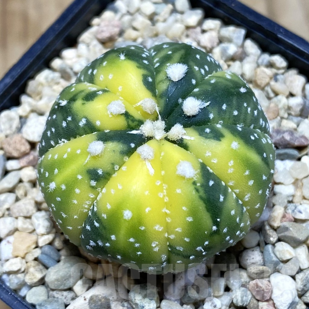SH1876 Astrophytum asterias f. variegata