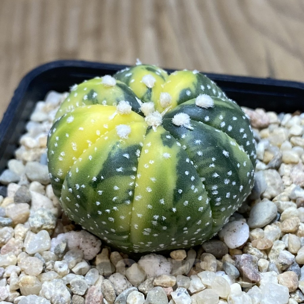 SH1876 Astrophytum asterias f. variegata - Image 2
