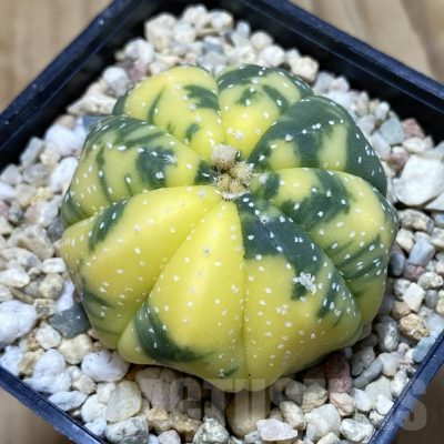 SH1879 Astrophytum asterias f. variegata