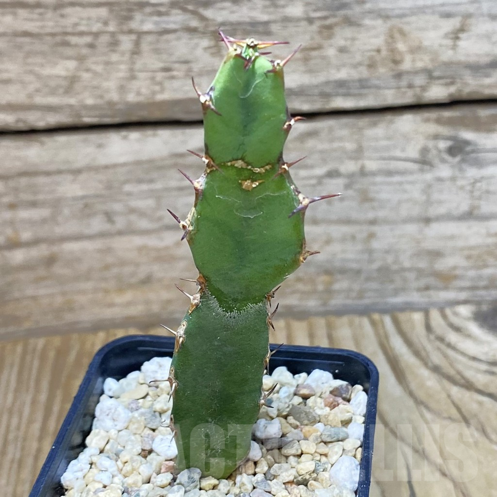 SH1956 Euphorbia opuntioides - Image 2