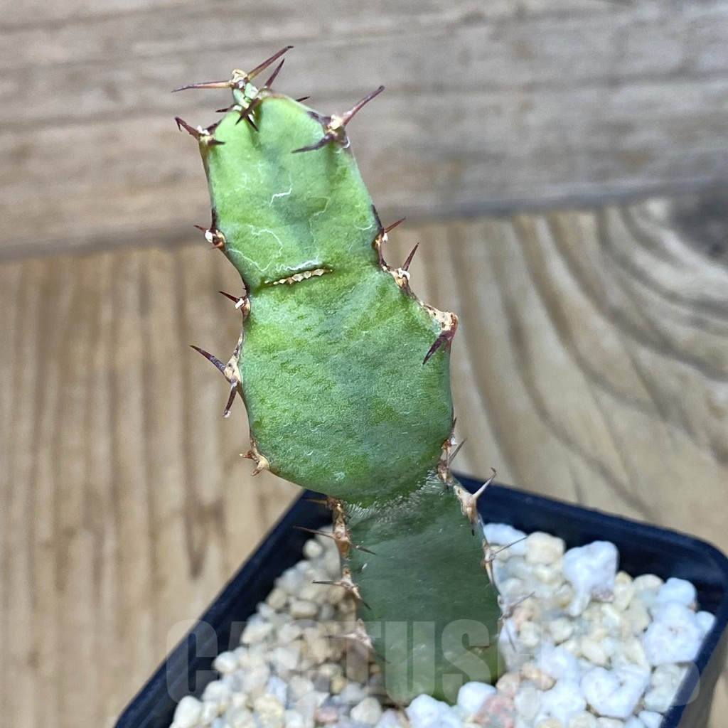 SH1956 Euphorbia opuntioides