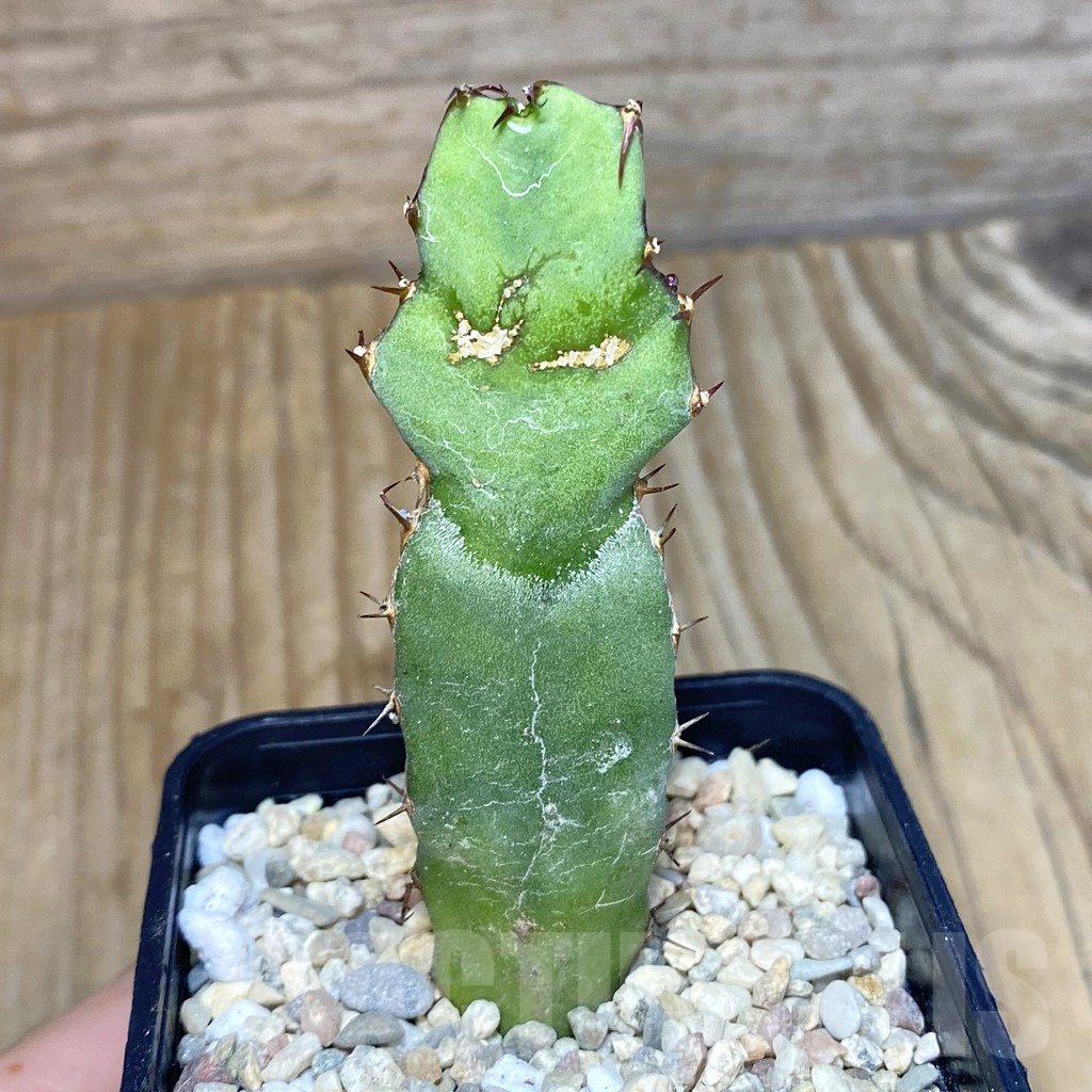 SH1957 Euphorbia opuntioides - Image 2