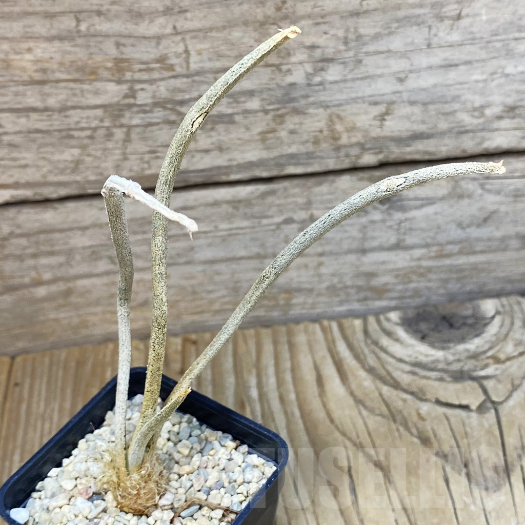 SH1959 Astrophytum caput-medusae