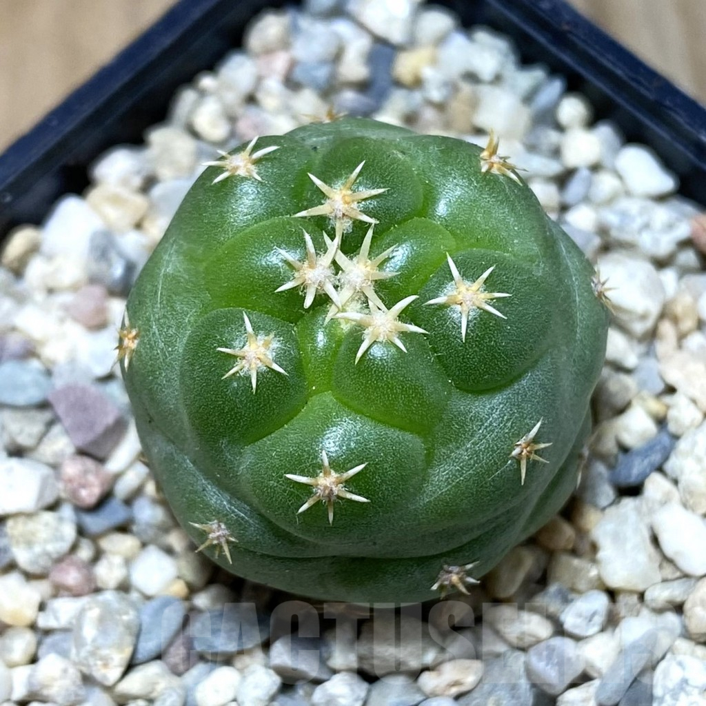 SH1971 Coryphantha elephantidens ‘Titan’