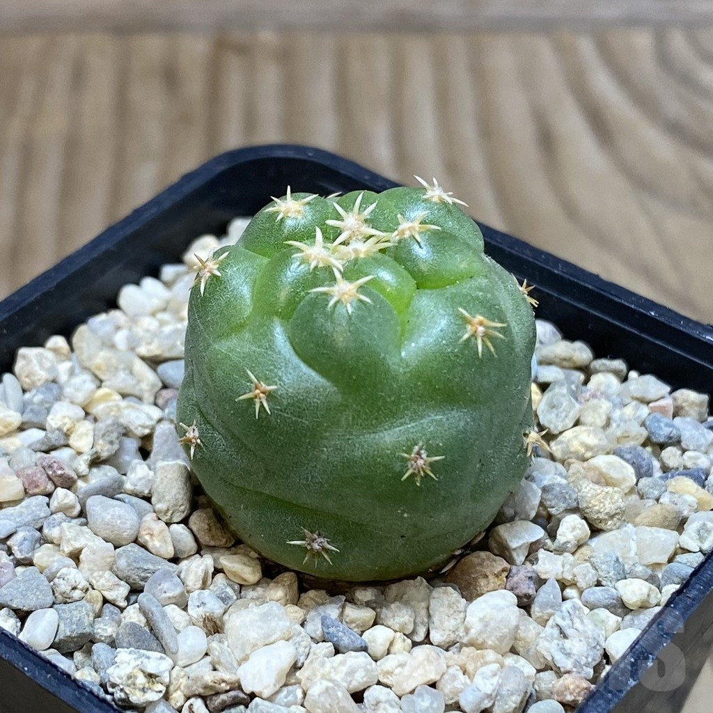 SH1971 Coryphantha elephantidens ‘Titan’ - Image 2