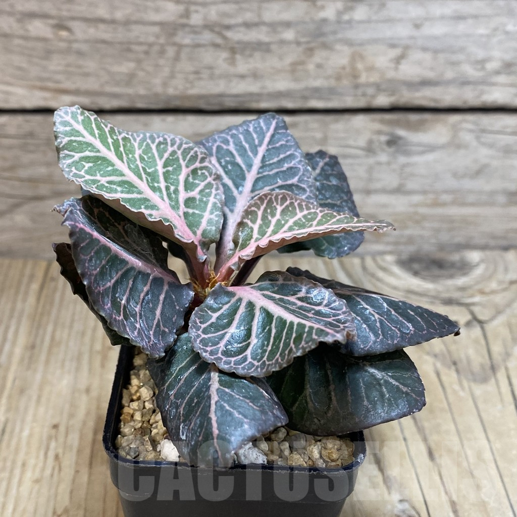 SH1931 Euphorbia francoisii hybrid - Image 2